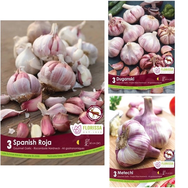 Hardneck Garlic Trio