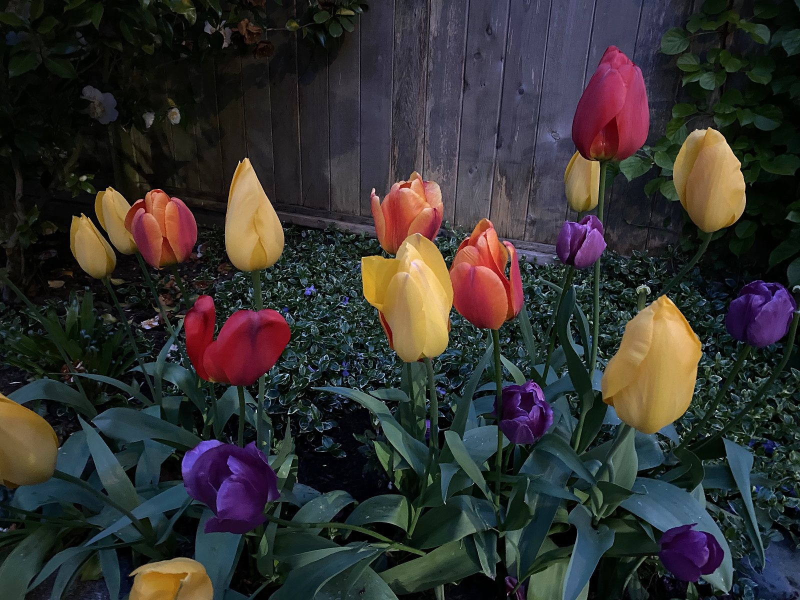 Tulips in bloom in a Vancouver garden in spring